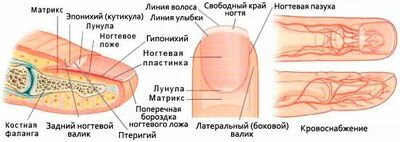 Строение ногтя: как растут ногти ?